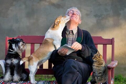 man sitting on bench with dogs